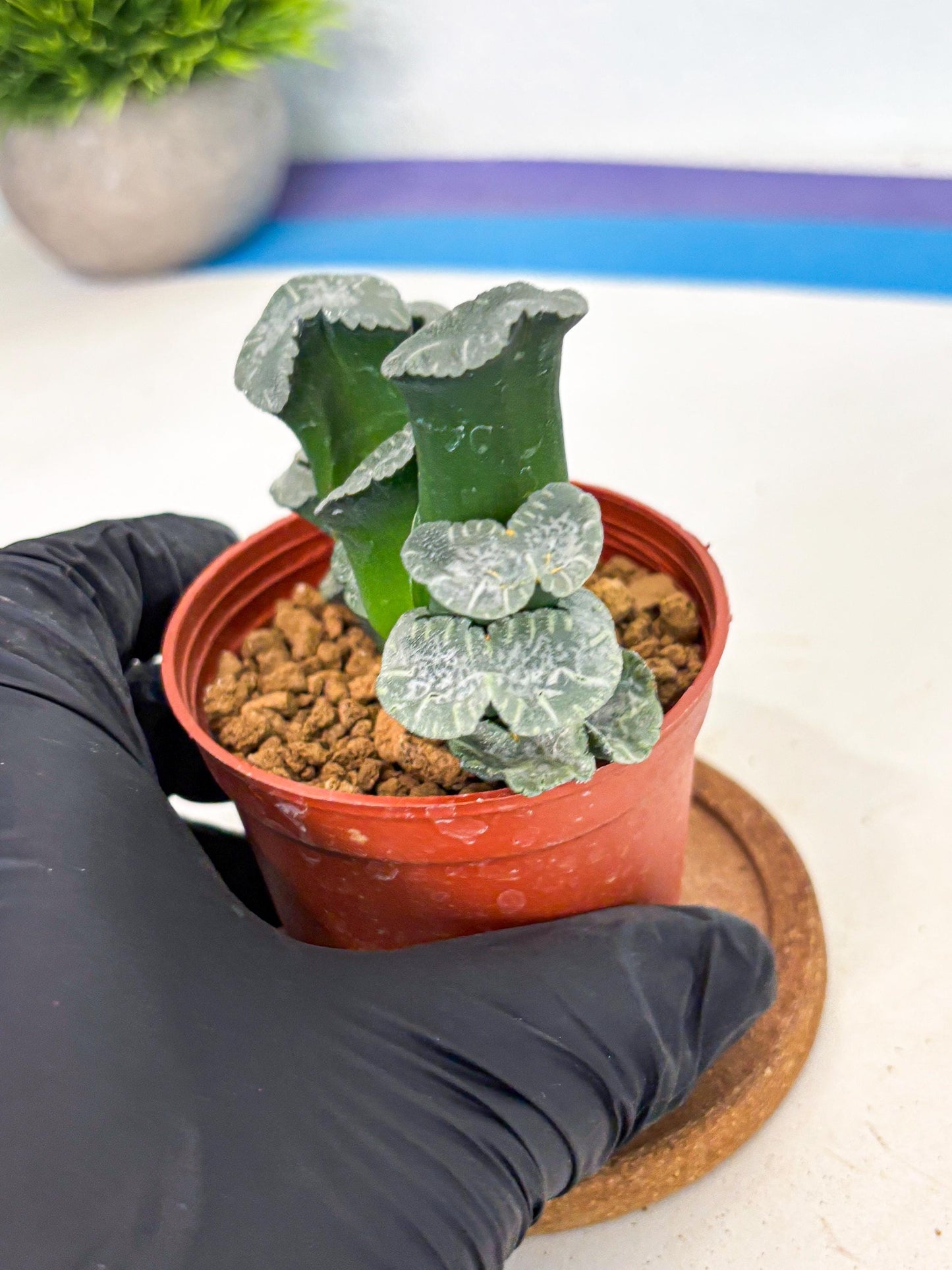 Haworthia White Mammoth (wa6) (b12) | Rare Import