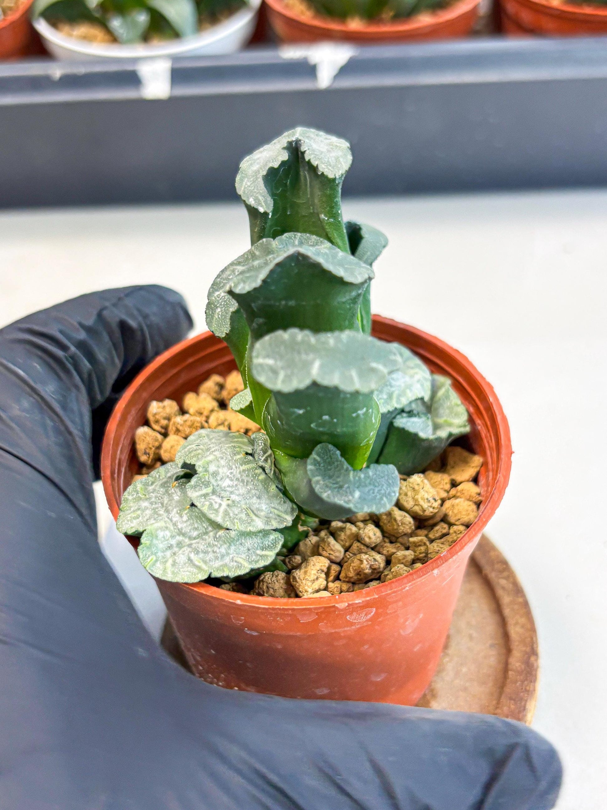 Haworthia White Mammoth (wa6) (b13) | Rare Import