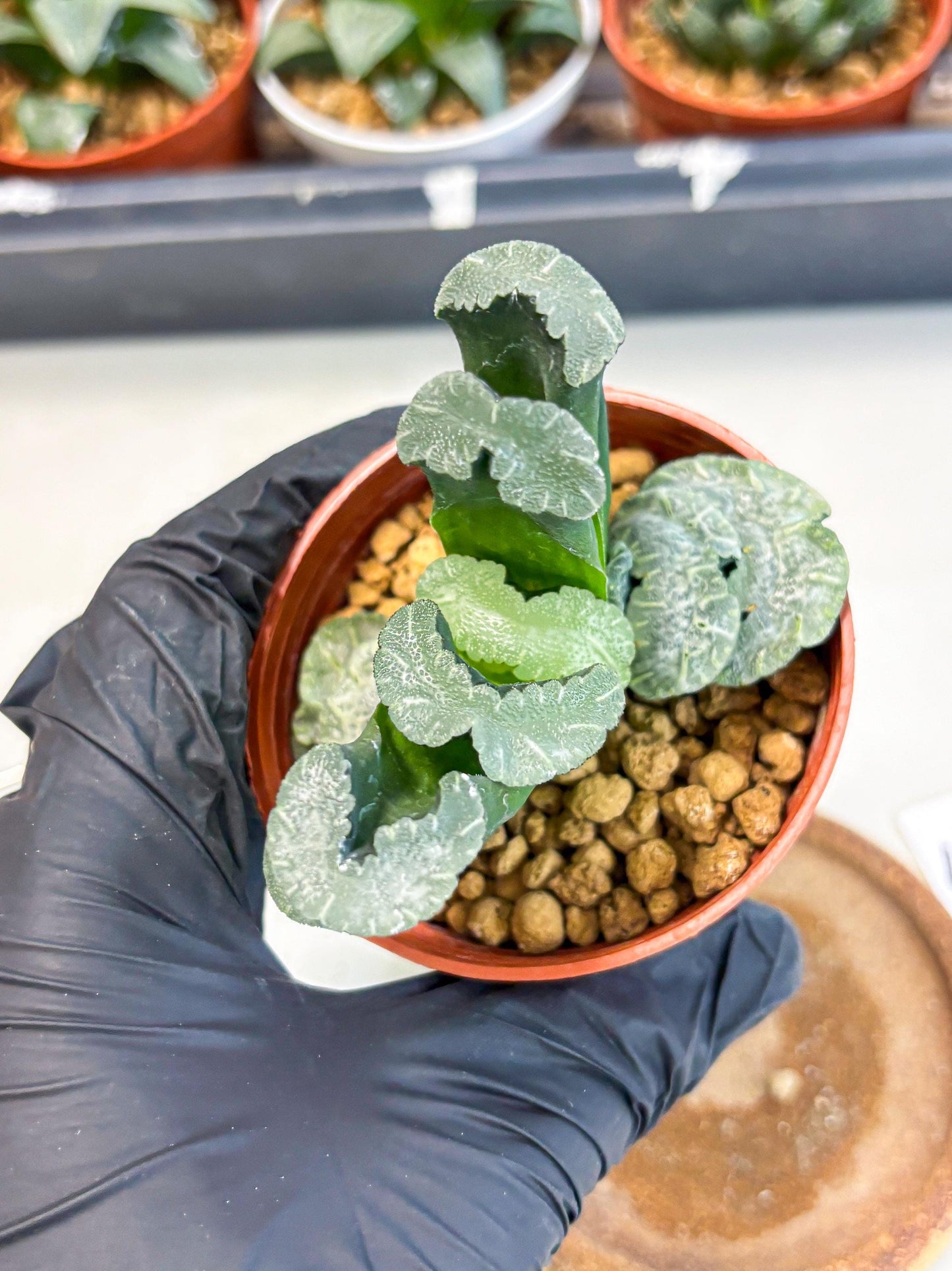 Haworthia White Mammoth (wa6) (b13) | Rare Import