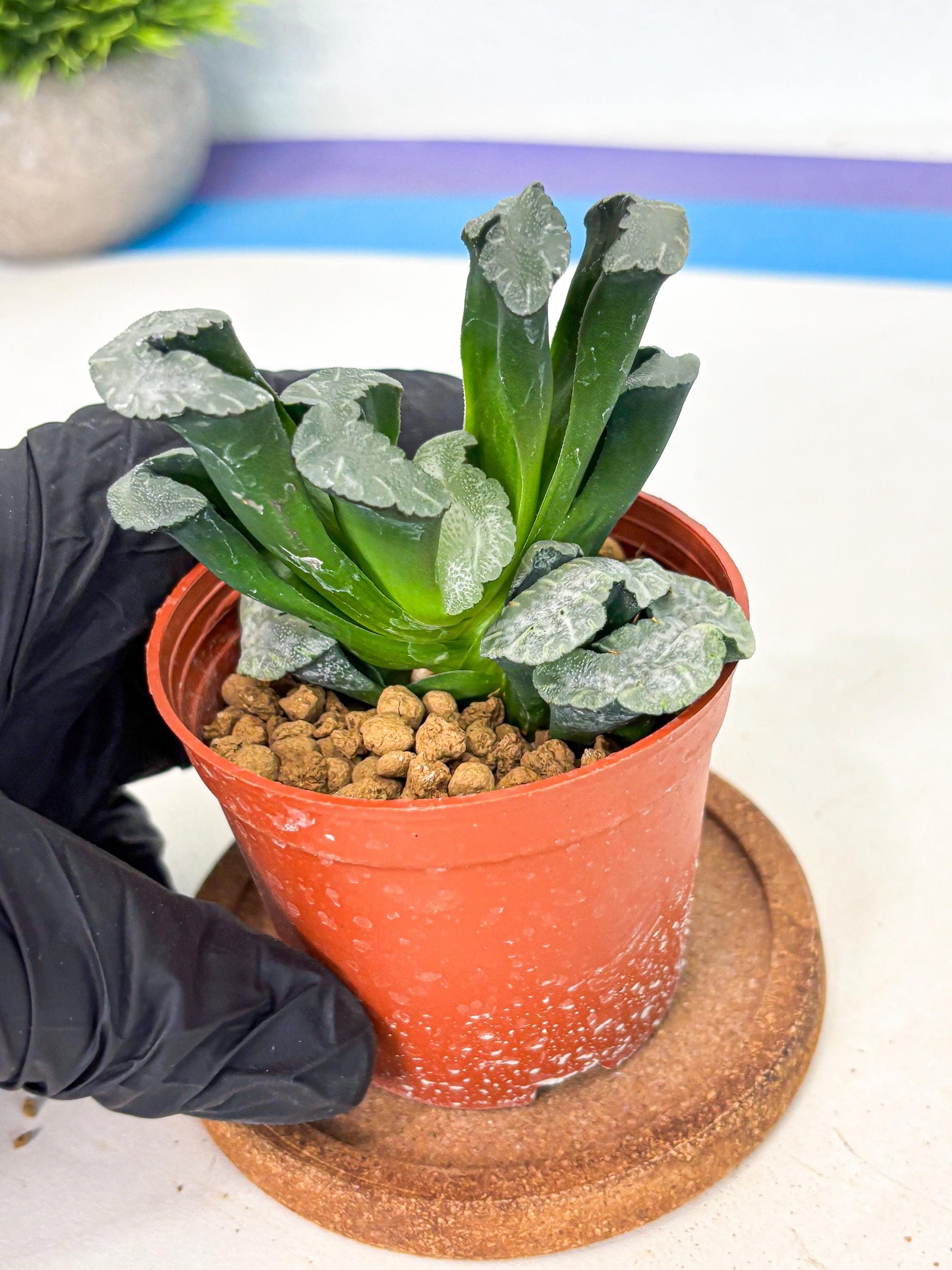 Haworthia White Mammoth (wa6) (b13) | Rare Import