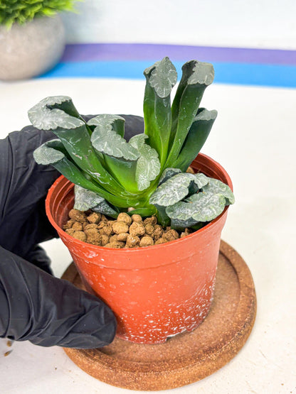 Haworthia White Mammoth (wa6) (b13) | Rare Import