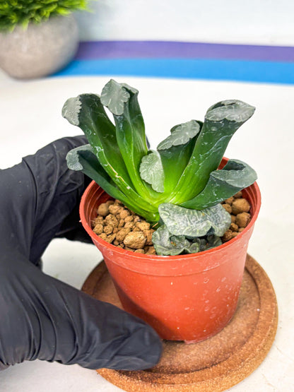Haworthia White Mammoth (wa6) (b13) | Rare Import