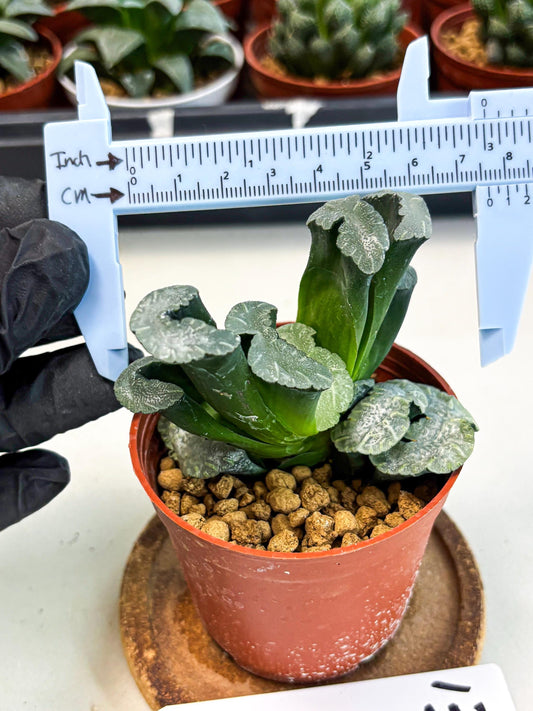 Haworthia White Mammoth (wa6) (b13) | Rare Import