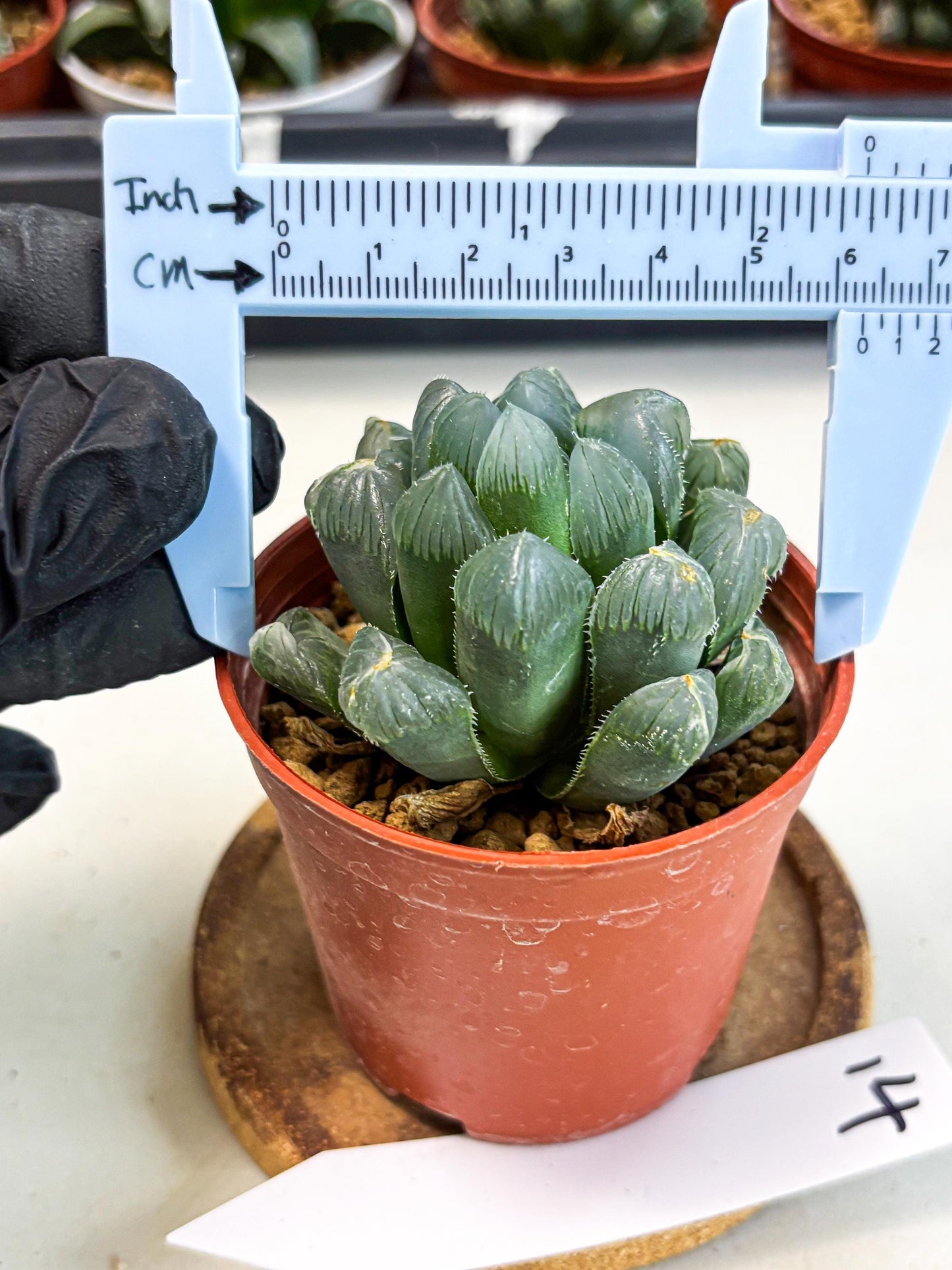 Haworthia Chi Xian (wa6) (b14) | Rare Import