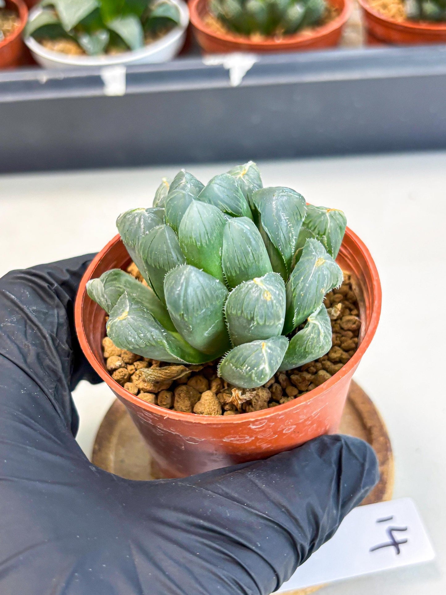 Haworthia Chi Xian (wa6) (b14) | Rare Import