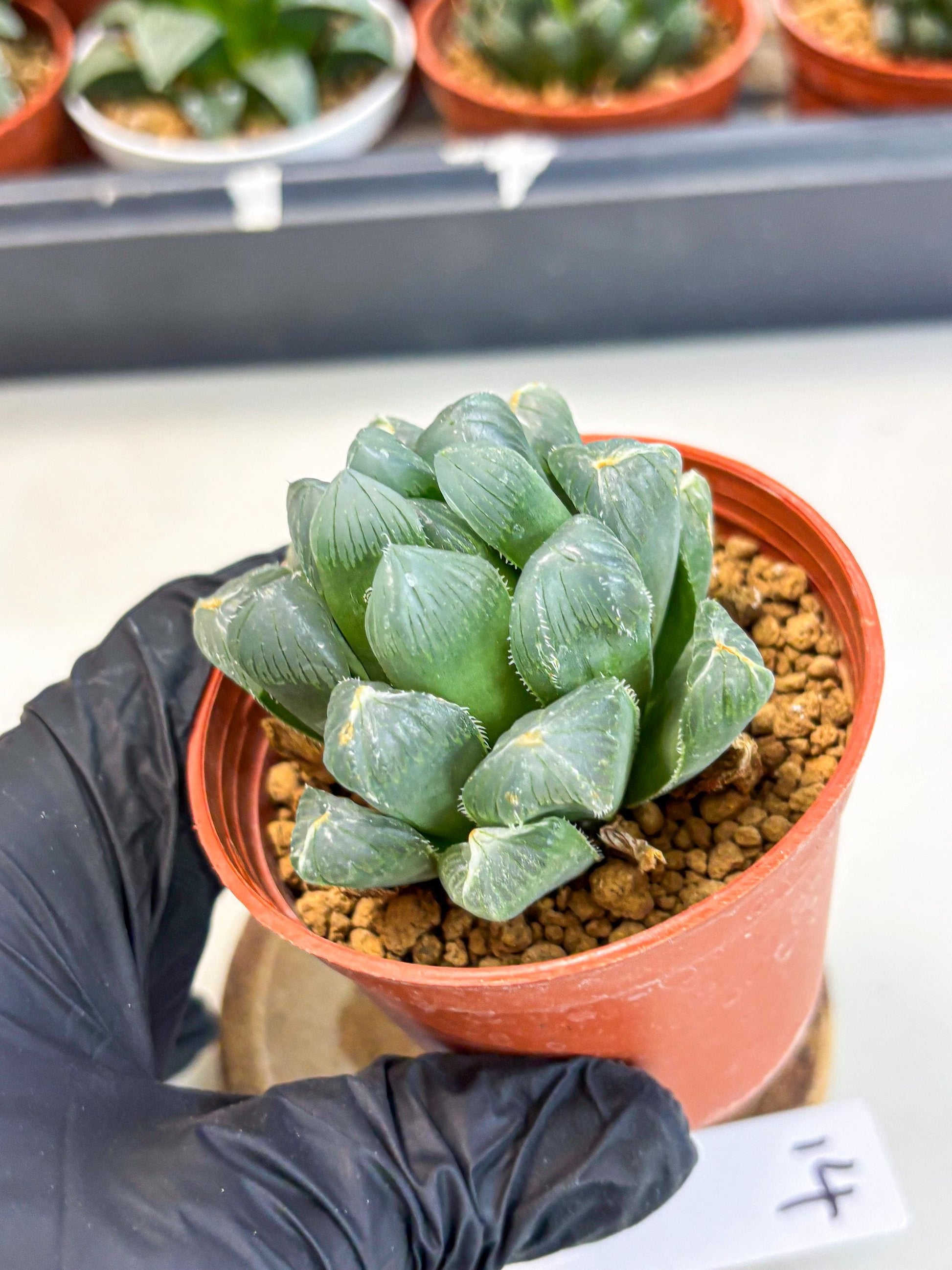 Haworthia Chi Xian (wa6) (b14) | Rare Import