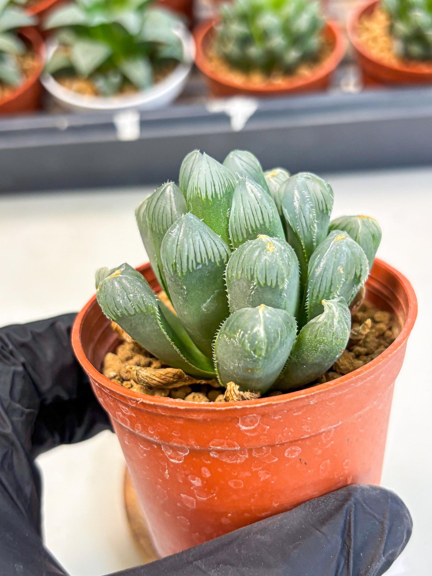 Haworthia Chi Xian (wa6) (b14) | Rare Import