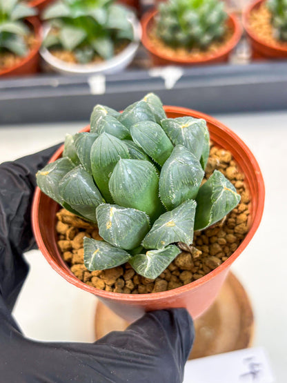 Haworthia Chi Xian (wa6) (b14) | Rare Import