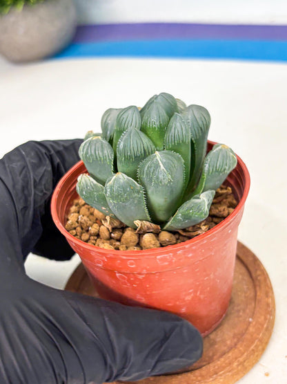 Haworthia Chi Xian (wa6) (b14) | Rare Import