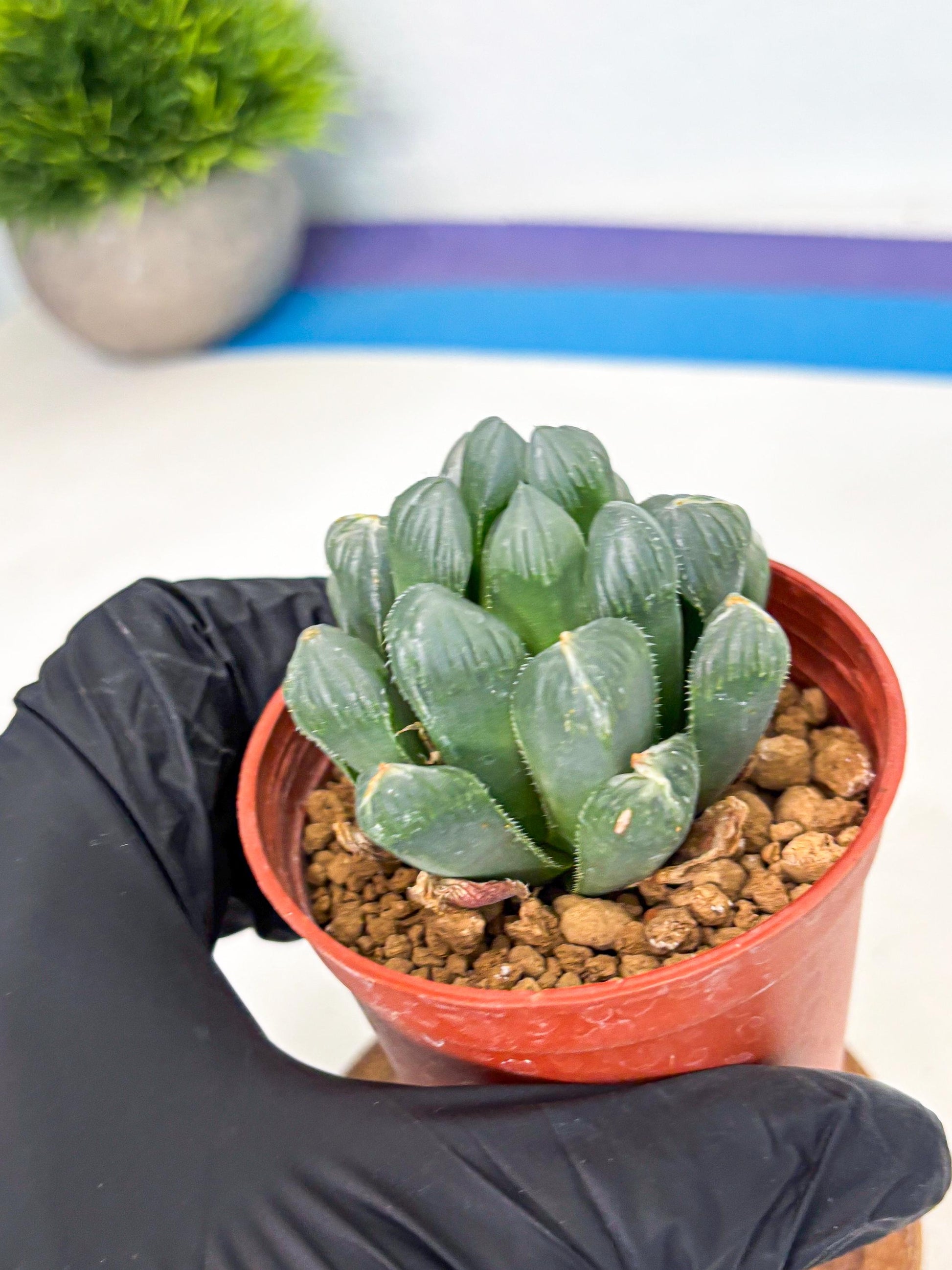 Haworthia Chi Xian (wa6) (b14) | Rare Import