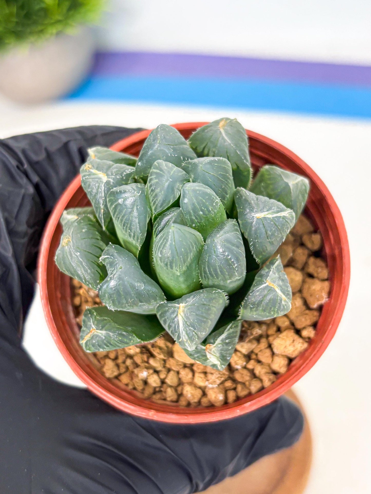 Haworthia Chi Xian (wa6) (b14) | Rare Import