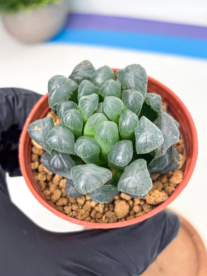 Haworthia Bingdeng (wa6) (b15) | Rare Import