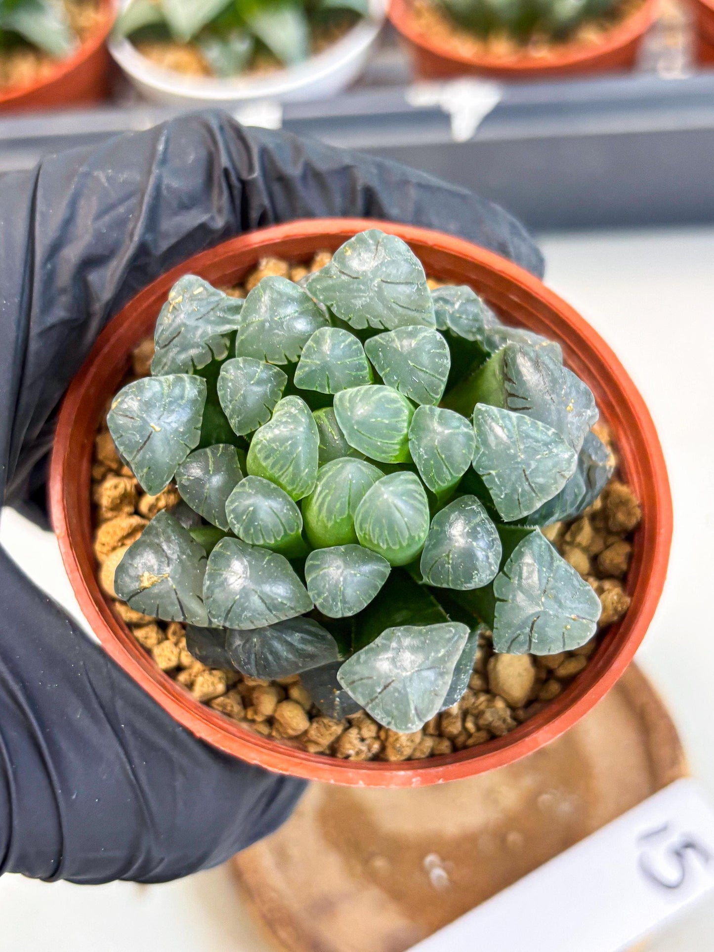 Haworthia Bingdeng (wa6) (b15) | Rare Import