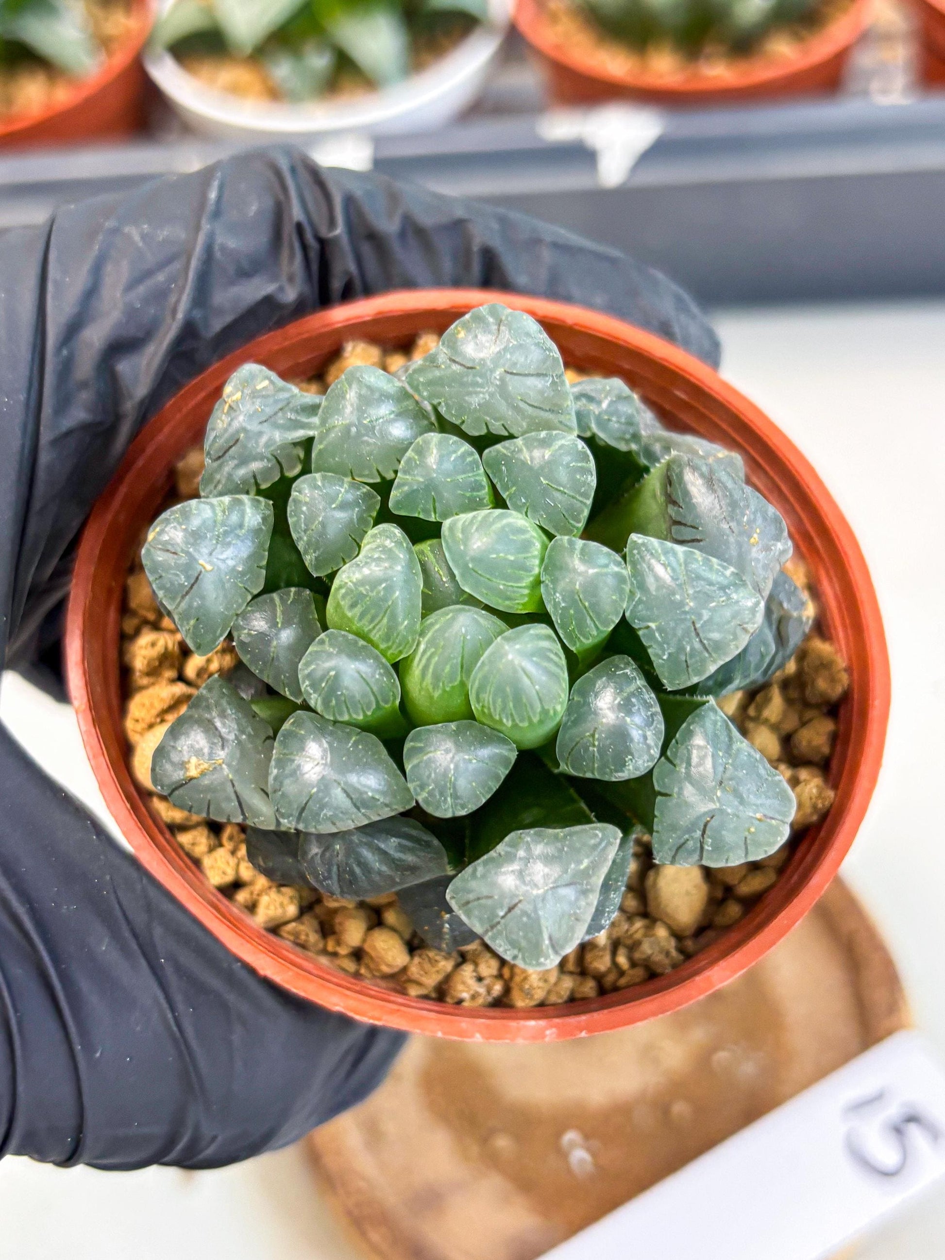 Haworthia Bingdeng (wa6) (b15) | Rare Import