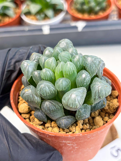 Haworthia Bingdeng (wa6) (b15) | Rare Import