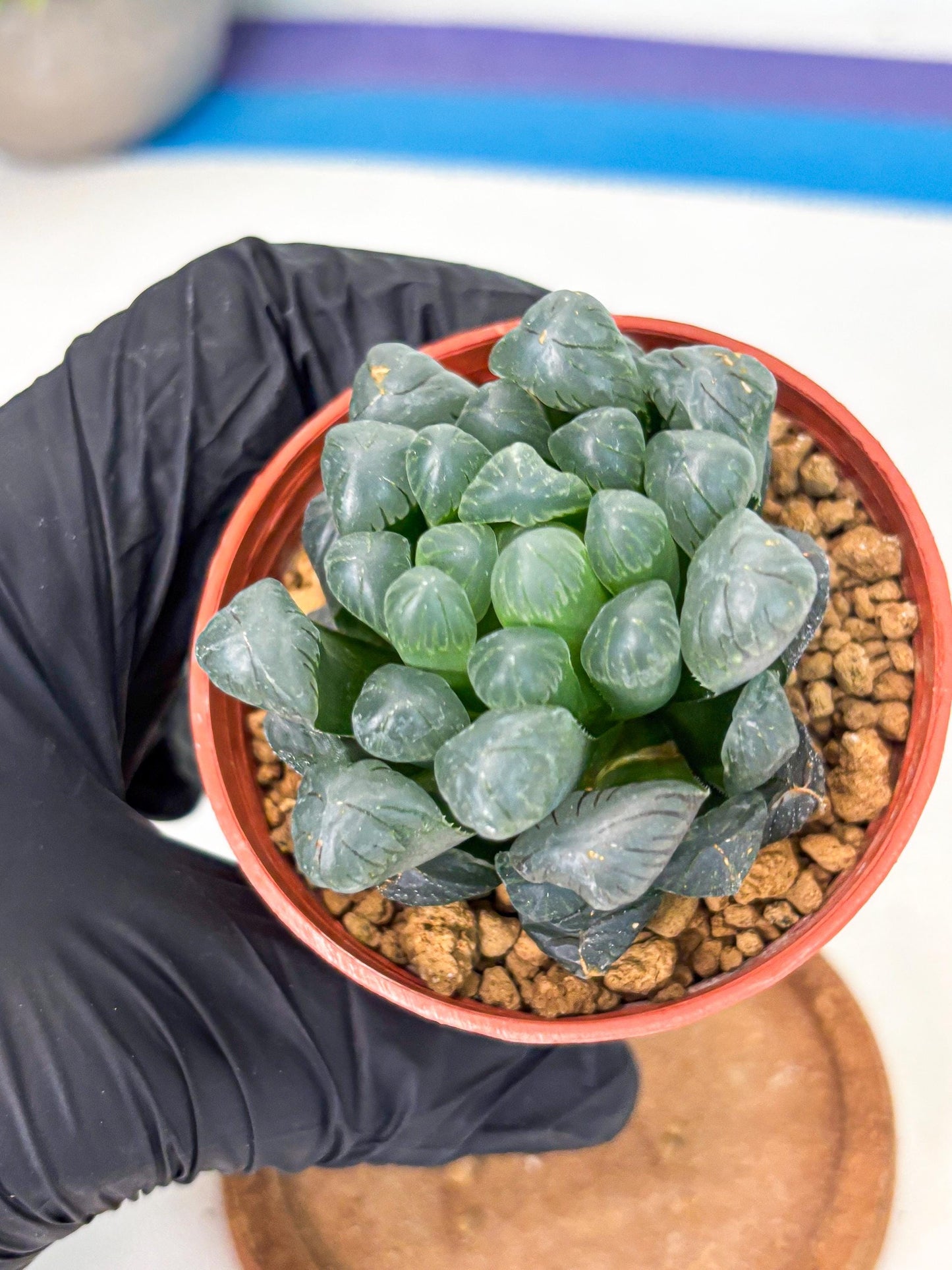 Haworthia Bingdeng (wa6) (b15) | Rare Import