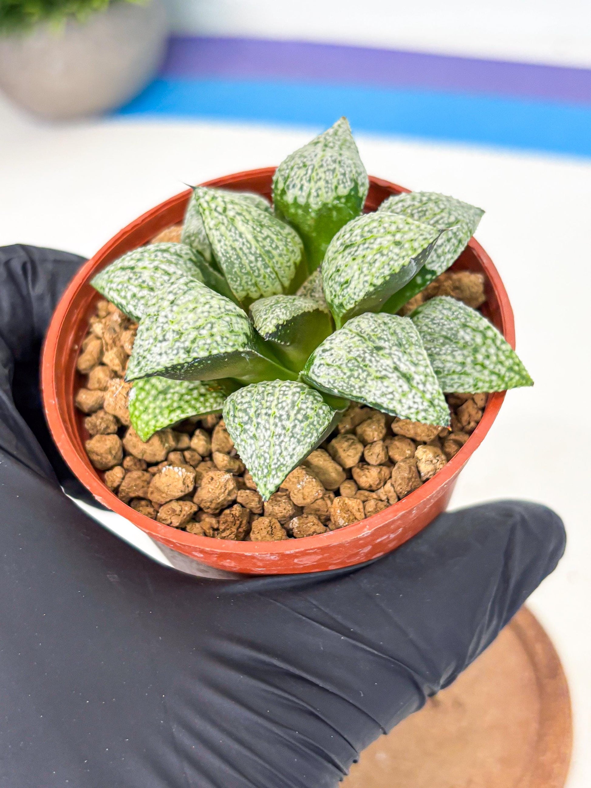 Haworthia Baiyin (wa6) (b16) | Rare Import