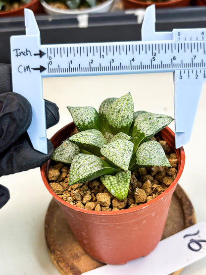 Haworthia Baiyin (wa6) (b16) | Rare Import
