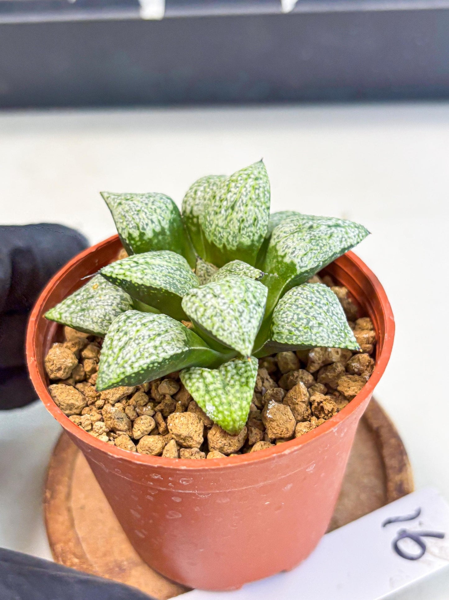 Haworthia Baiyin (wa6) (b16) | Rare Import