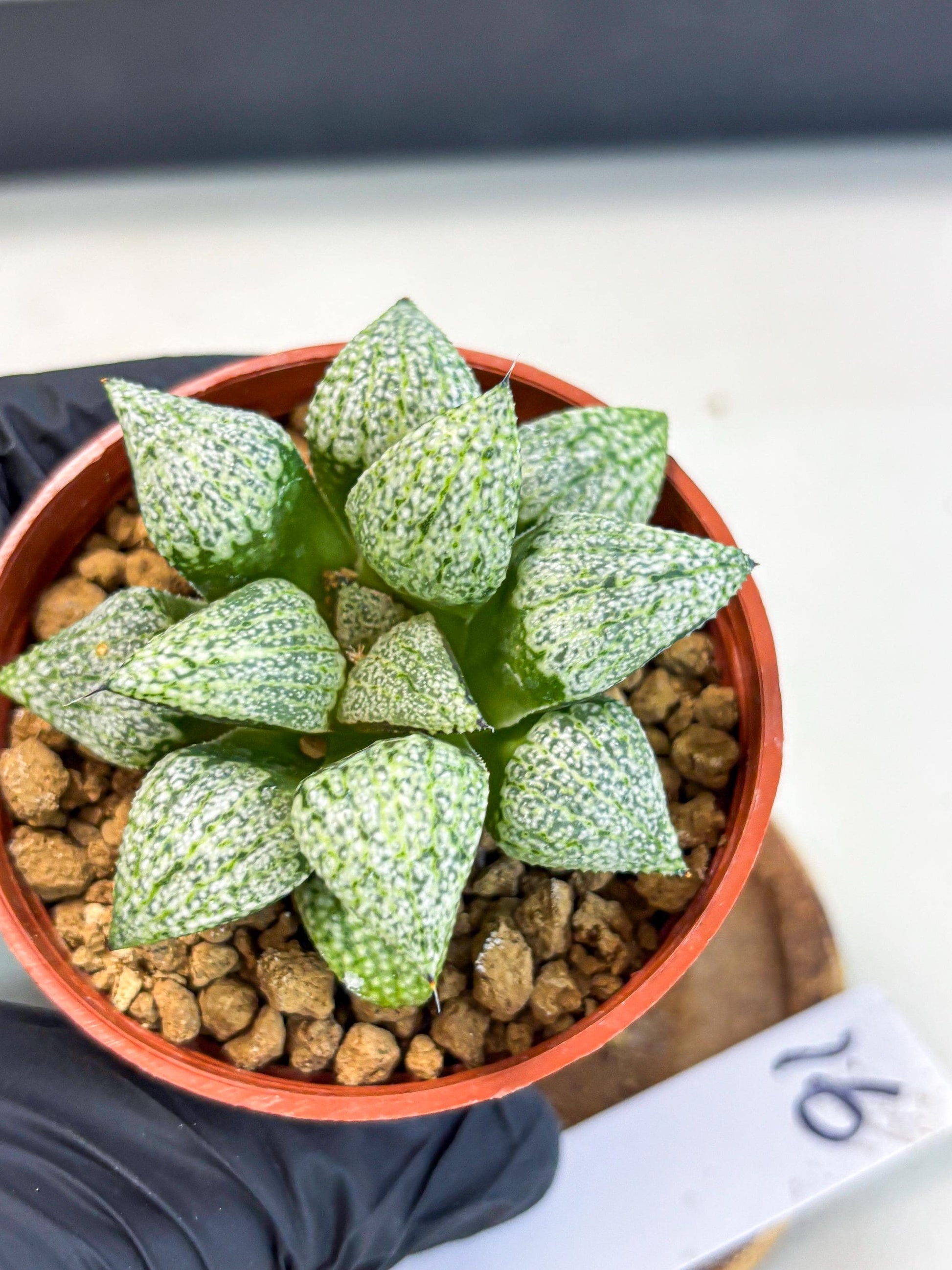 Haworthia Baiyin (wa6) (b16) | Rare Import