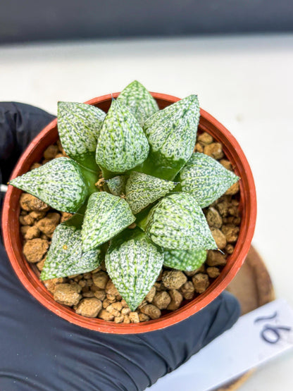 Haworthia Baiyin (wa6) (b16) | Rare Import
