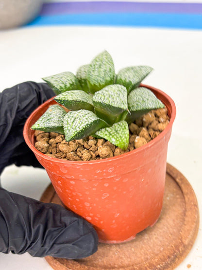 Haworthia Baiyin (wa6) (b16) | Rare Import