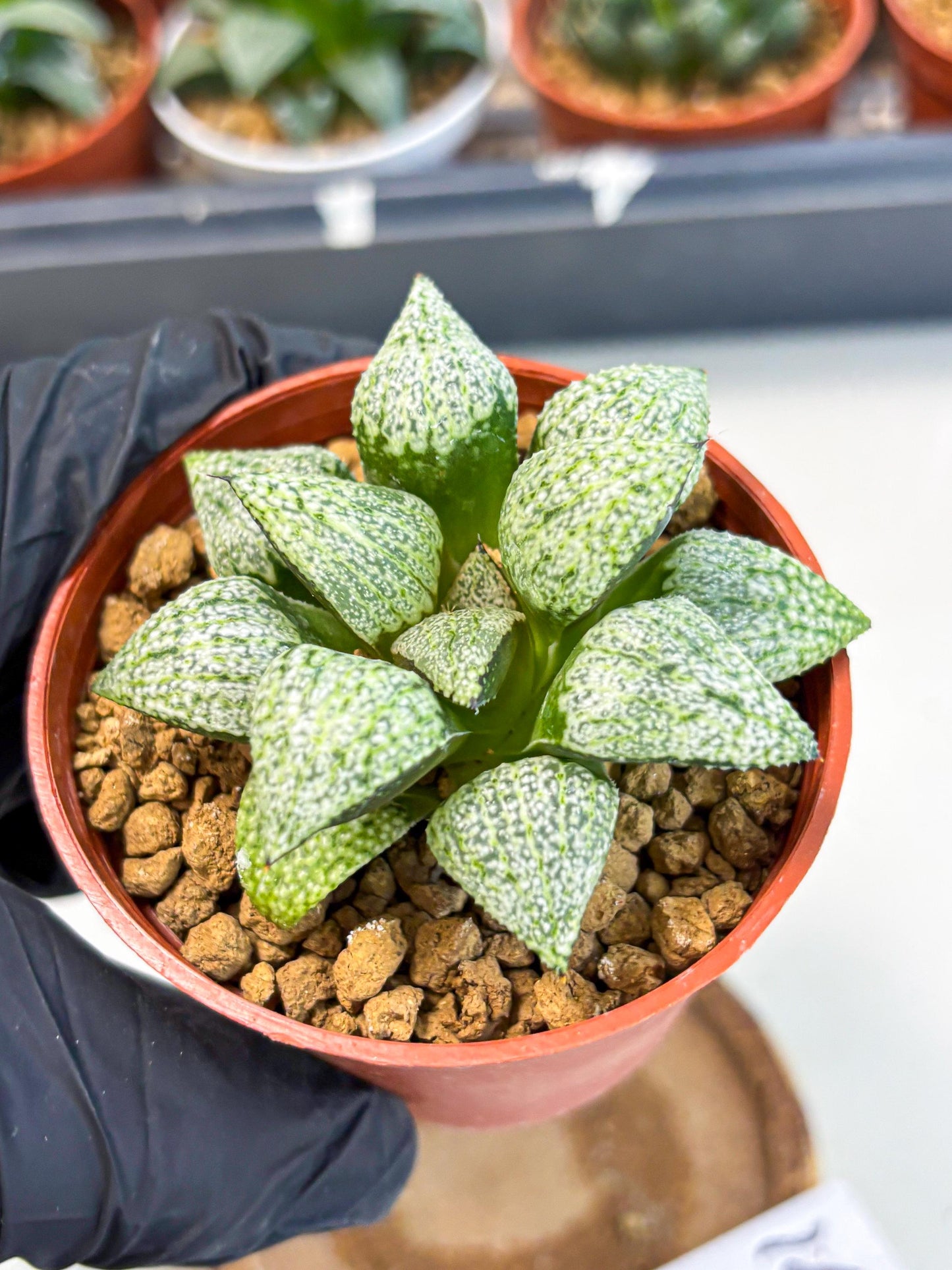 Haworthia Baiyin (wa6) (b16) | Rare Import
