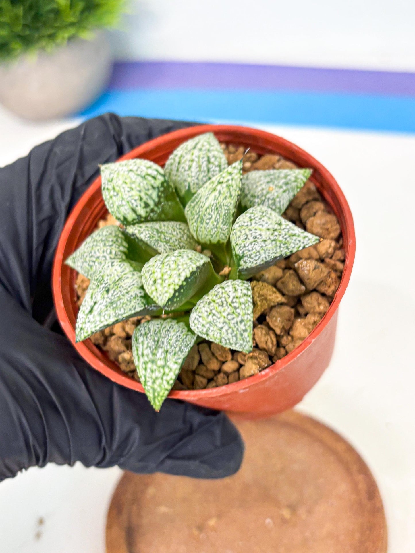 Haworthia Baiyin (wa6) (b16) | Rare Import