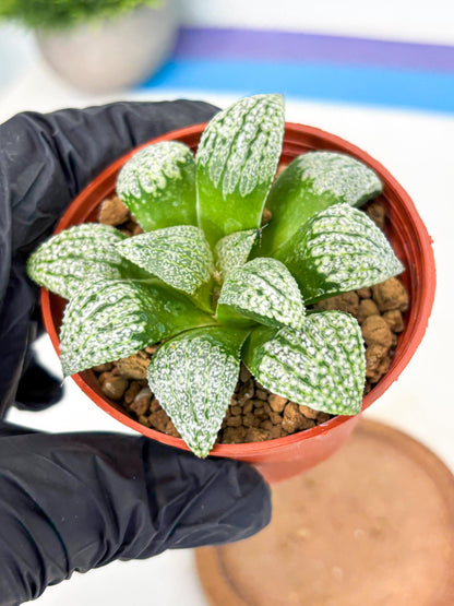 Haworthia Baiyin (wa6) (b17) | Rare Import
