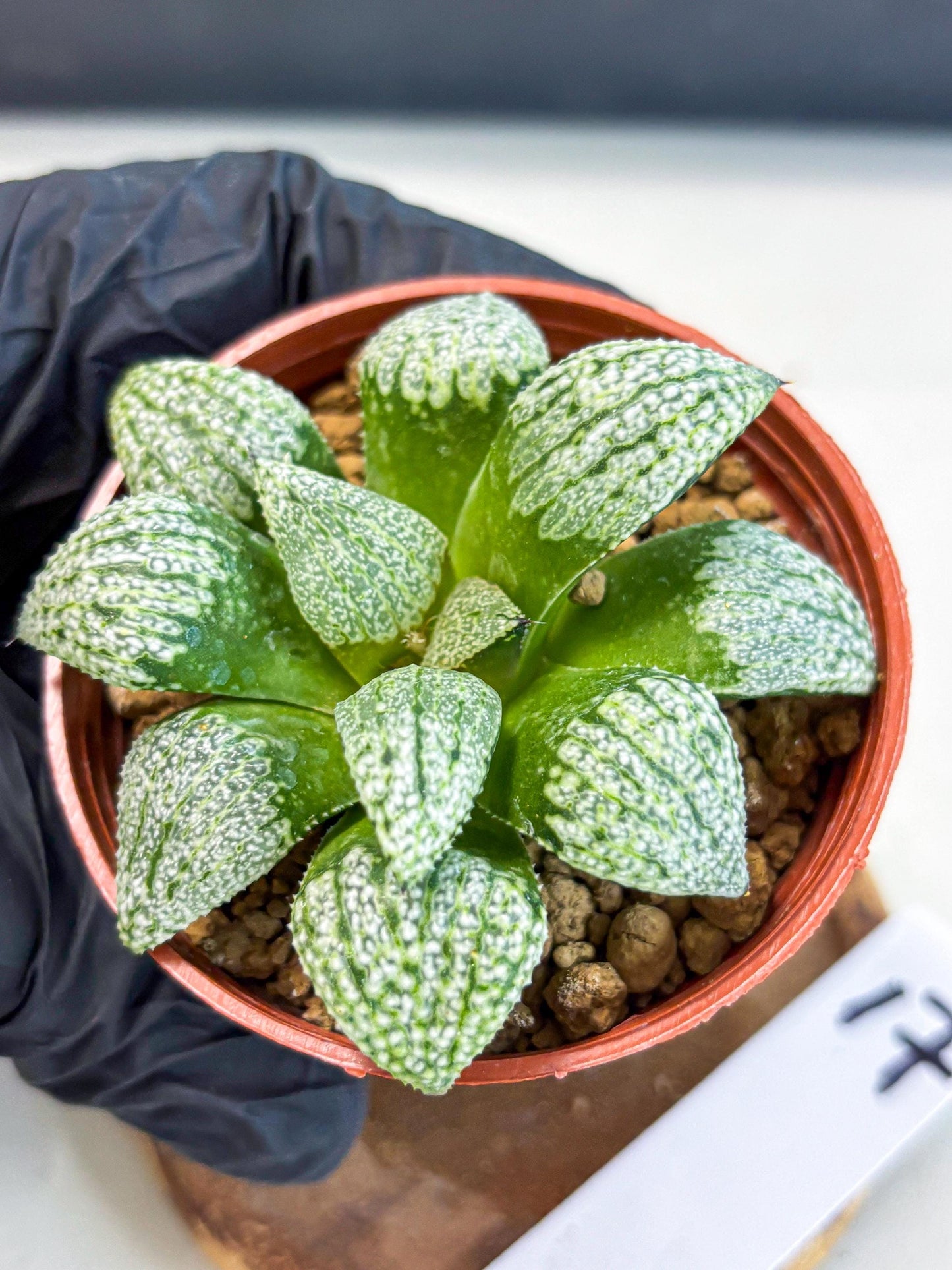 Haworthia Baiyin (wa6) (b17) | Rare Import