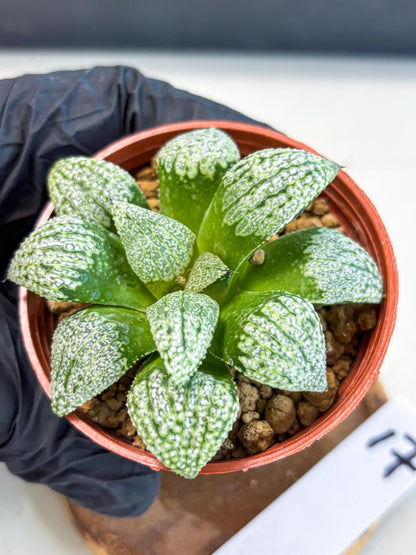 Haworthia Baiyin (wa6) (b17) | Rare Import