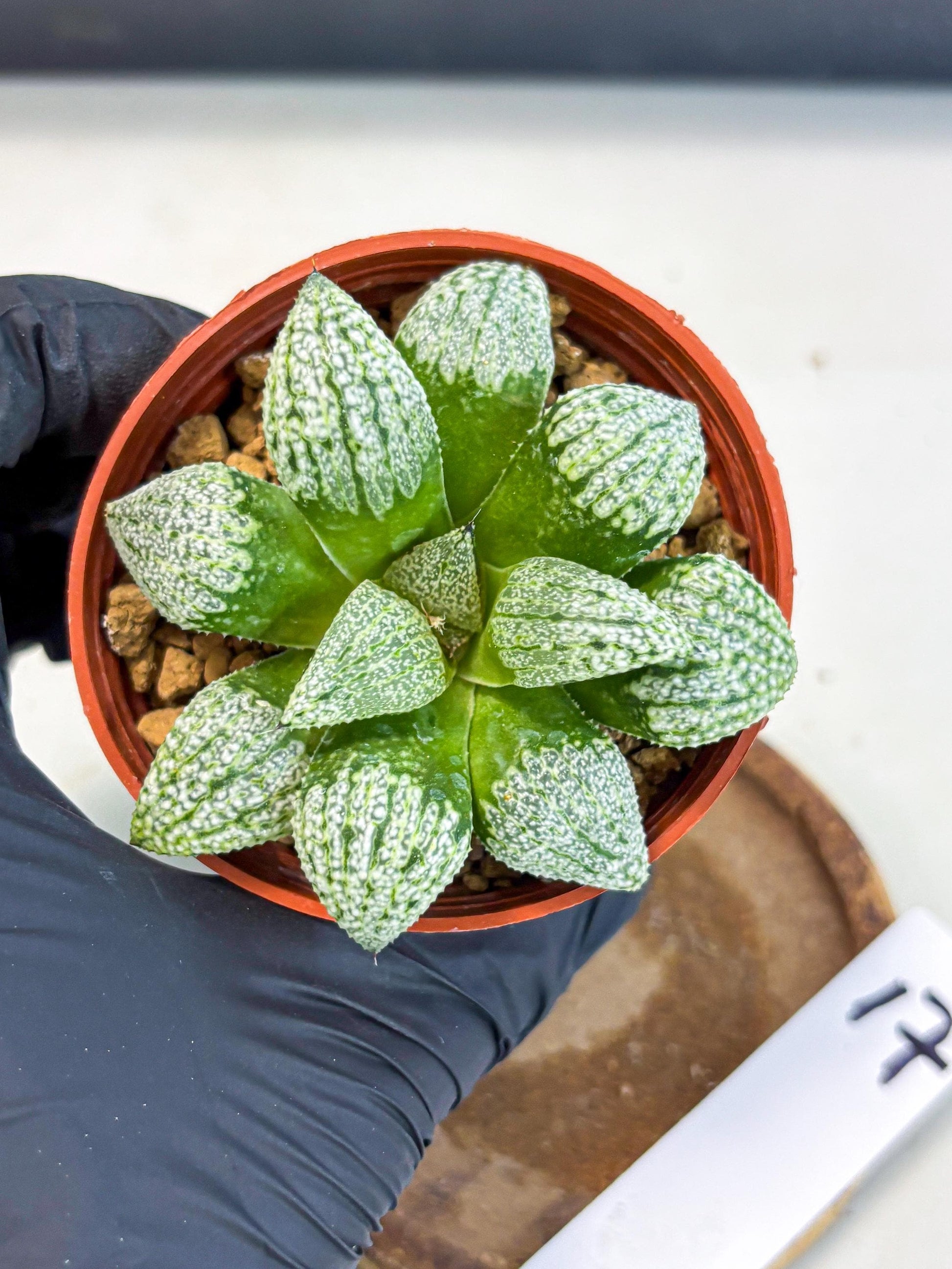 Haworthia Baiyin (wa6) (b17) | Rare Import