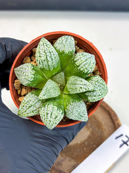 Haworthia Baiyin (wa6) (b17) | Rare Import