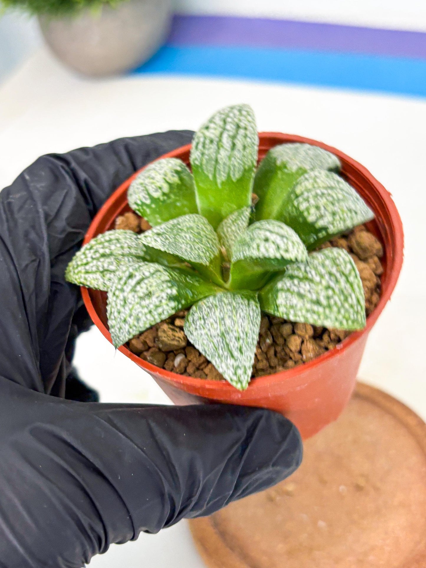 Haworthia Baiyin (wa6) (b17) | Rare Import