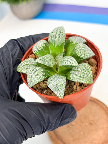 Haworthia Baiyin (wa6) (b17) | Rare Import
