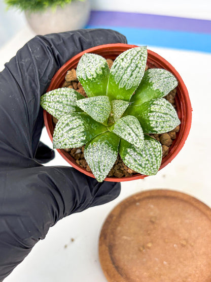 Haworthia Baiyin (wa6) (b17) | Rare Import