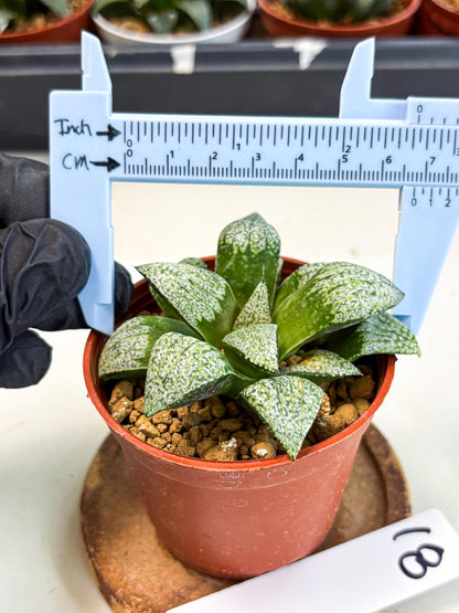 Haworthia Baiyin (wa6) (b18) | Rare Import