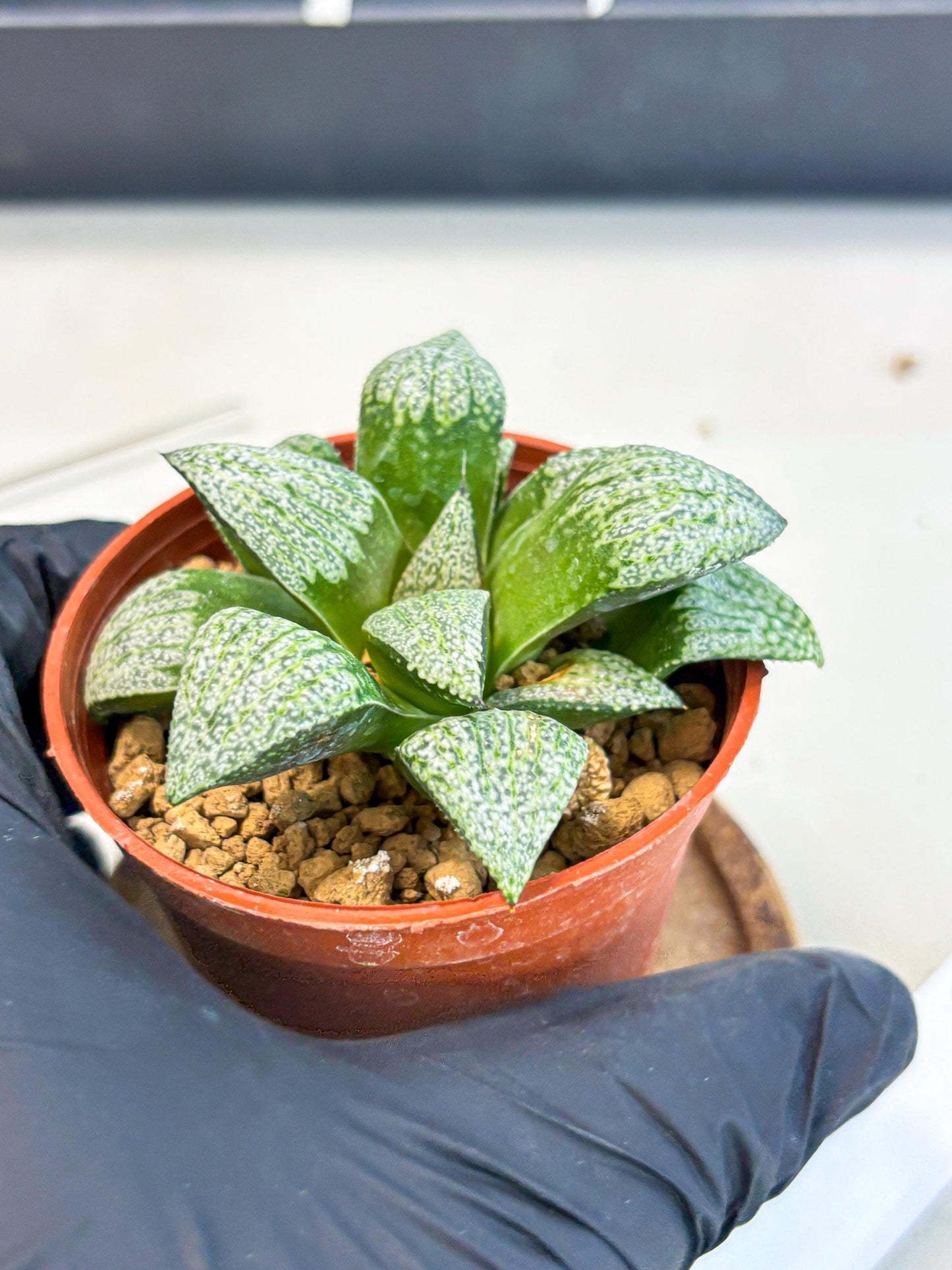 Haworthia Baiyin (wa6) (b18) | Rare Import