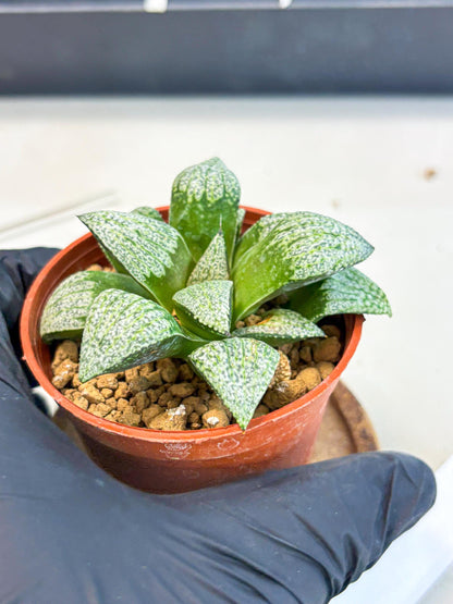Haworthia Baiyin (wa6) (b18) | Rare Import