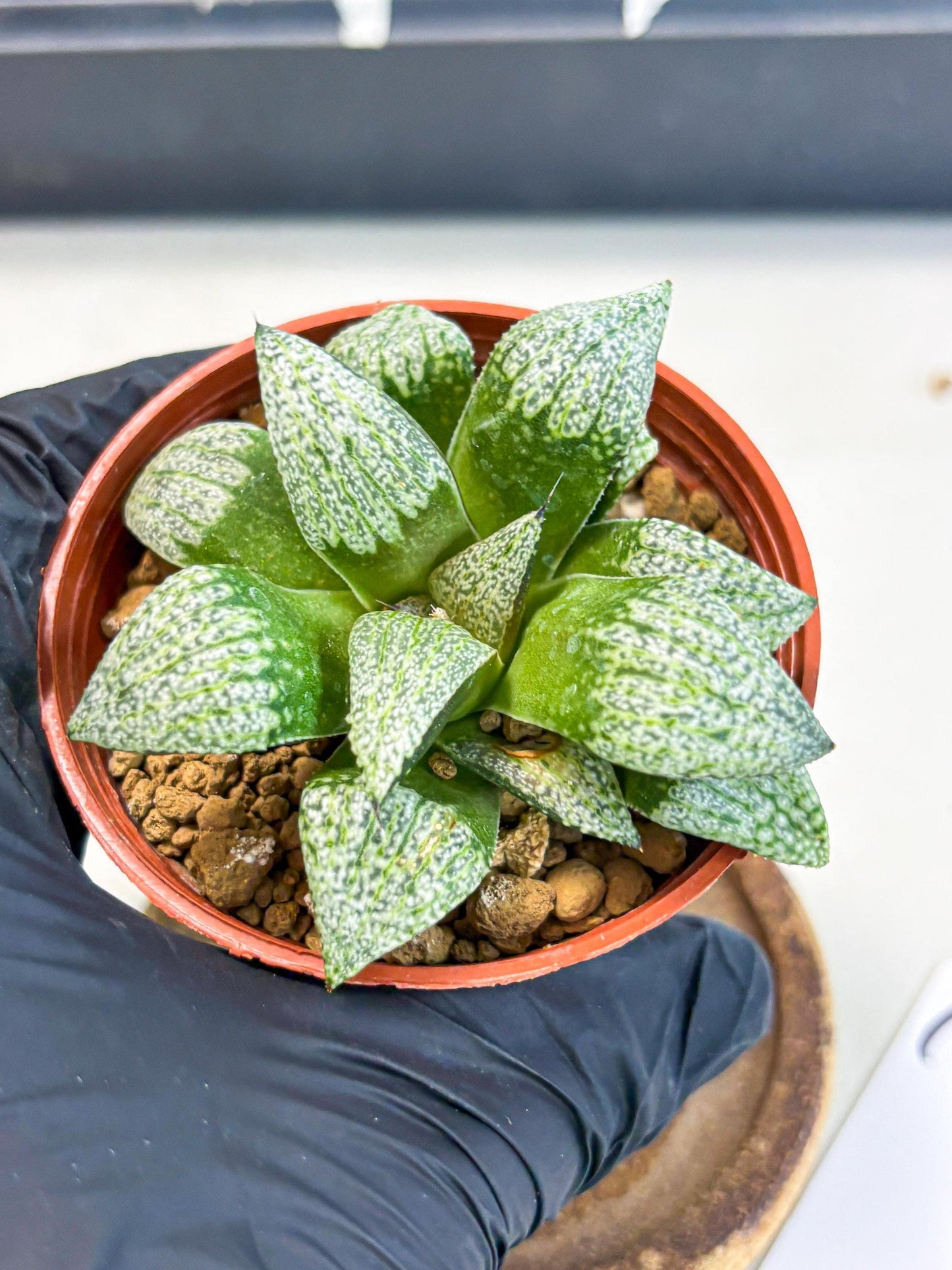 Haworthia Baiyin (wa6) (b18) | Rare Import