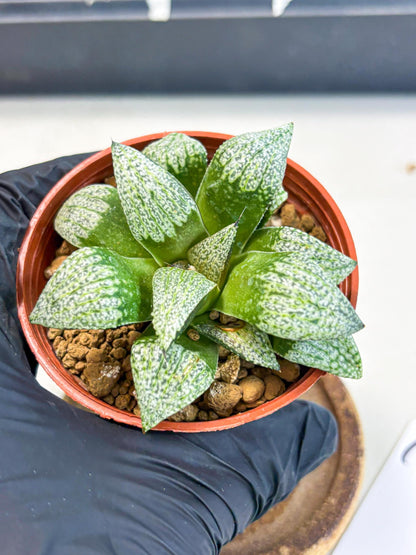 Haworthia Baiyin (wa6) (b18) | Rare Import