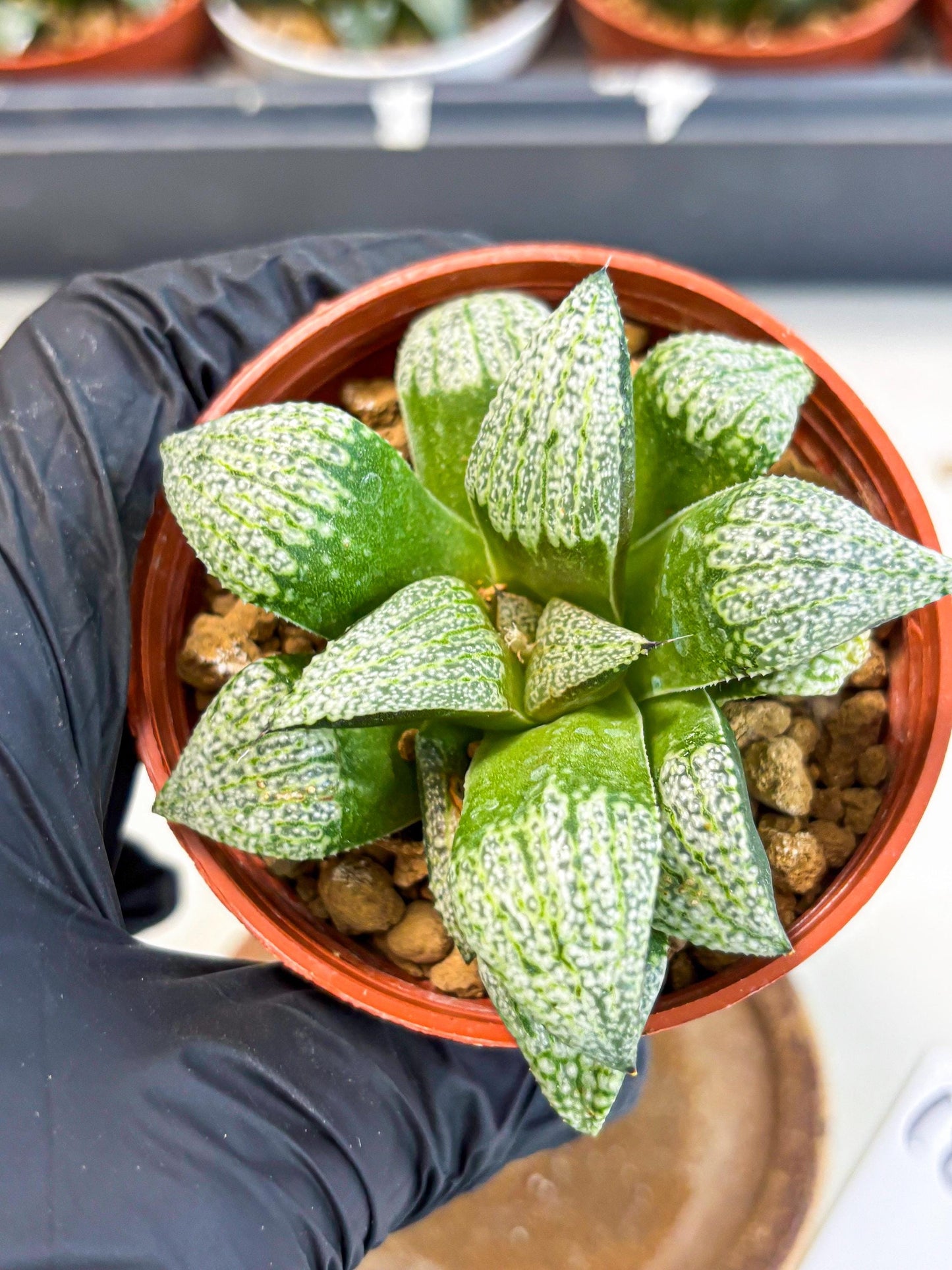 Haworthia Baiyin (wa6) (b18) | Rare Import