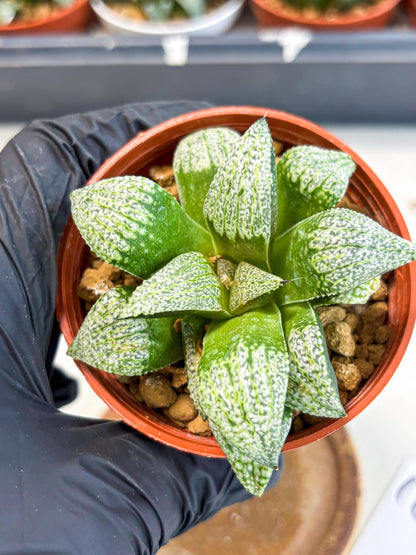Haworthia Baiyin (wa6) (b18) | Rare Import