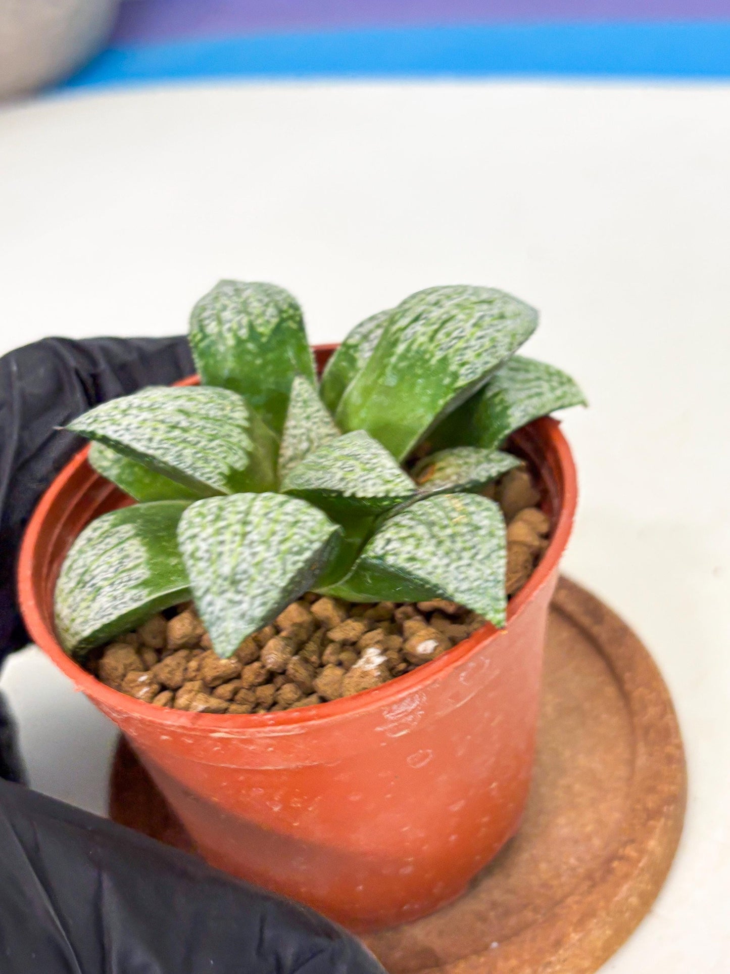 Haworthia Baiyin (wa6) (b18) | Rare Import
