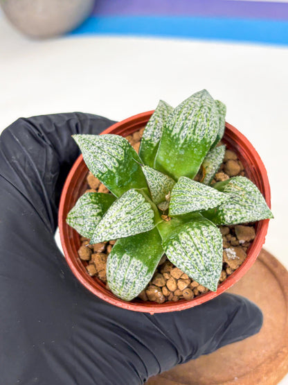 Haworthia Baiyin (wa6) (b18) | Rare Import