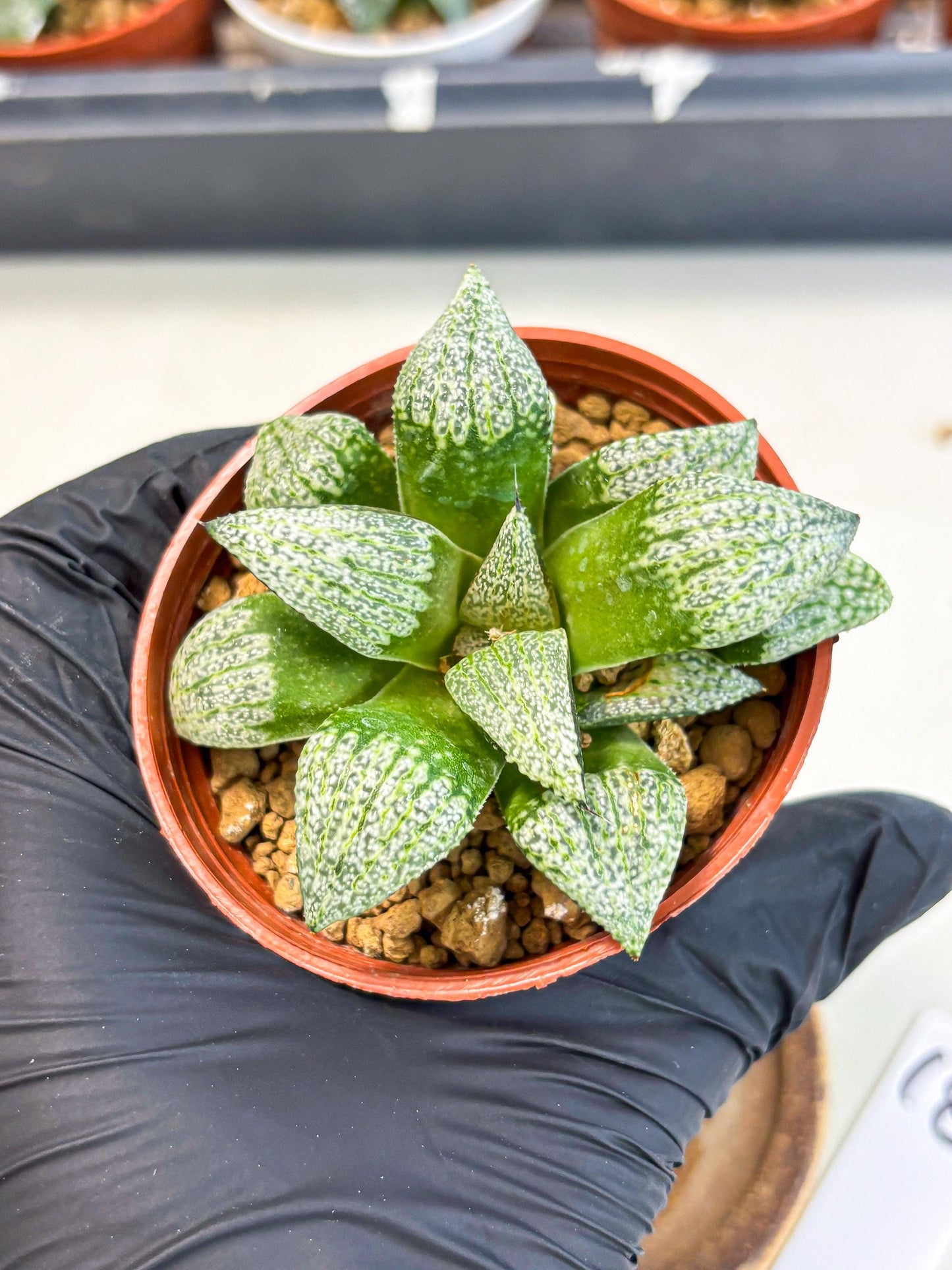 Haworthia Baiyin (wa6) (b18) | Rare Import