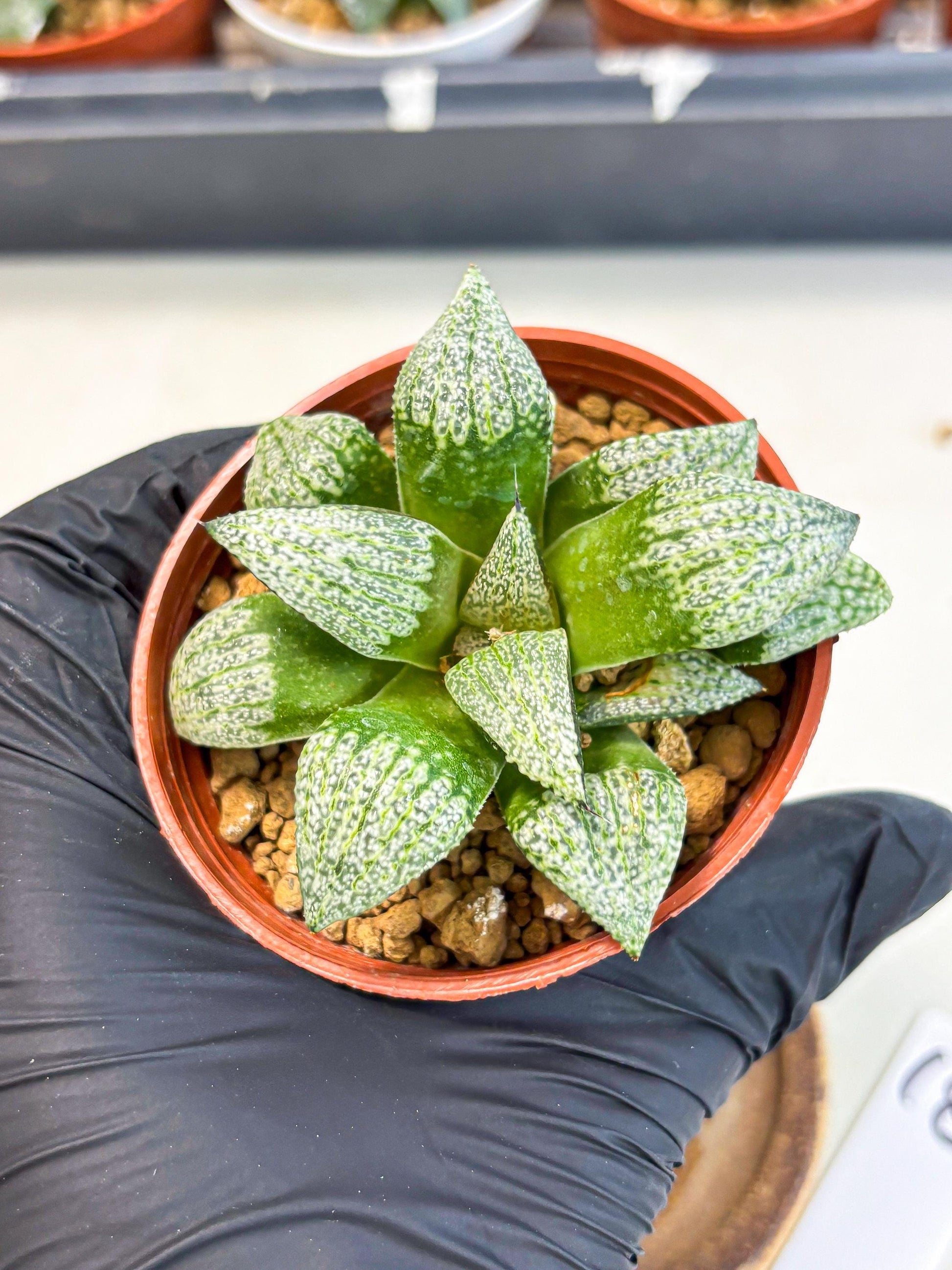 Haworthia Baiyin (wa6) (b18) | Rare Import