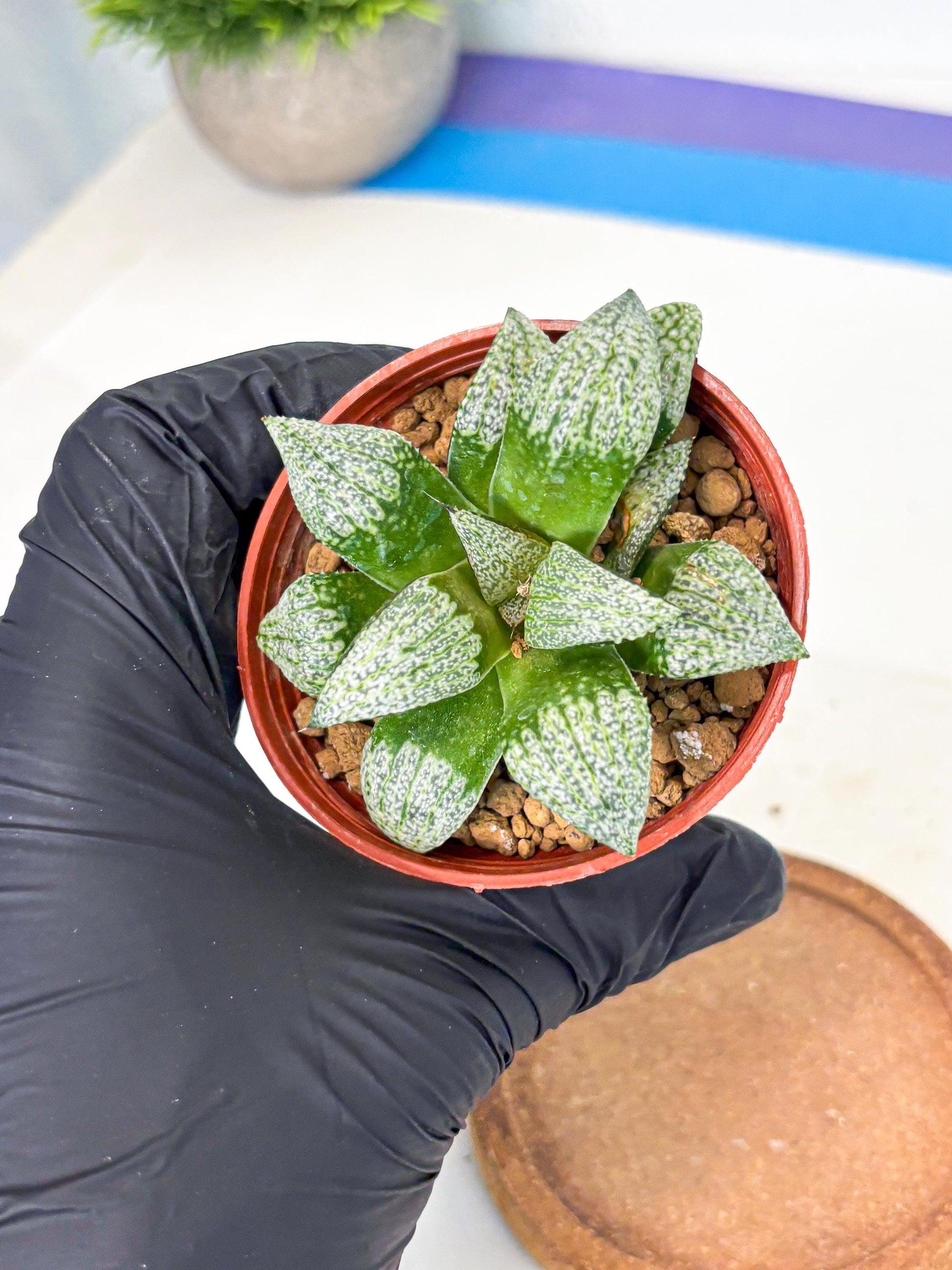Haworthia Baiyin (wa6) (b18) | Rare Import