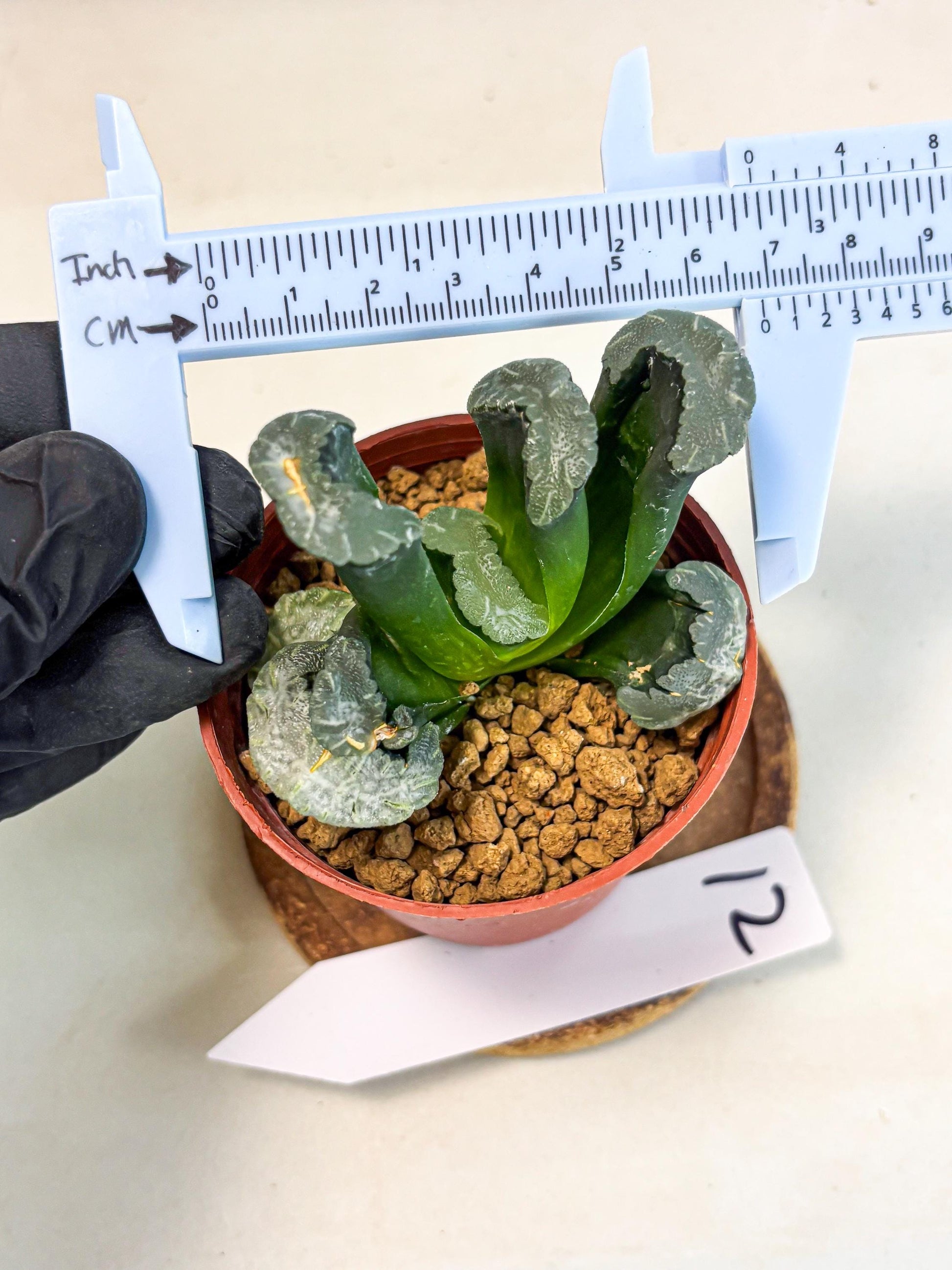 Haworthia White Mammoth (wa6) (g12) | Rare Import