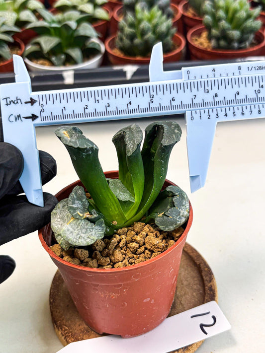 Haworthia White Mammoth (wa6) (g12) | Rare Import